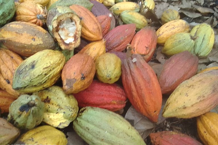 Cabosses de cacao de différentes variétés