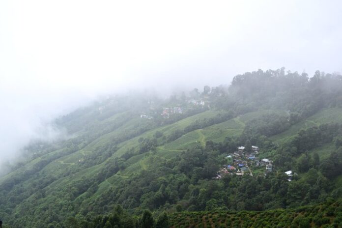 Un jardin de thé à Darjeeling, en Inde