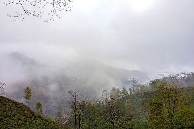 Un jardin de thé dans les nuages, dans la région de Darjeeling