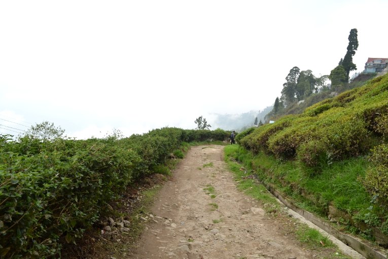 Les rangs de théiers sur les collines de Darjeeling