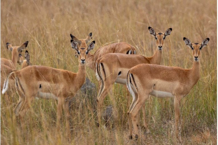 Impalas dans le parc national de Kafue, en Zambie