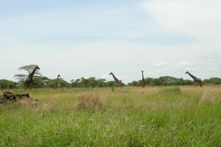 Girafes dans le parc national du Serengeti