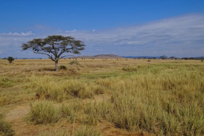 La savane du parc national du Serengeti