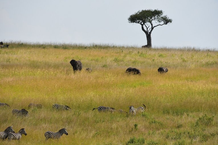 Zèbres et gnous dans les plaines du Serengeti