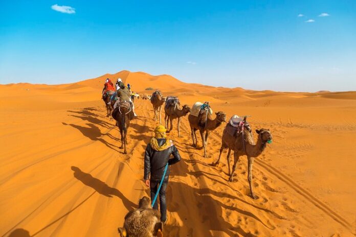 Caravane de dromadaires dans les dunes du Sahara